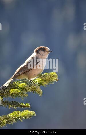 Whiskey-Jack, also known as a Canada Jay or Gray Jay perched on the end of a spruce branch in the sunshine. Stock Photo