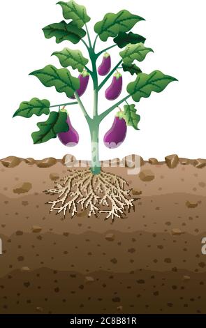 Premium Vector | Hand drawn sketch illustration of egg plant tree