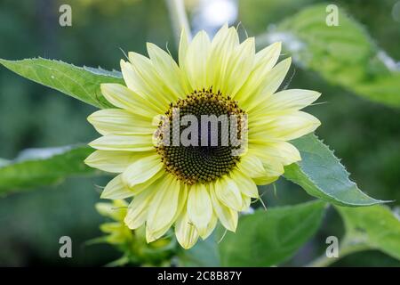 Lemon Queen Sunflower Stock Photo