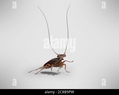 Shdou Cockroach Cockroach raised his mustache up 3D render on white background with ...