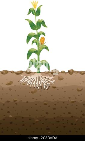 Tree and plant underground roots vector set. Tree root black ...