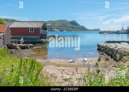 Mute swan couple on a small beach. Stock Photo