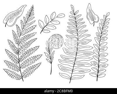 Fern plant graphic black white isolated set illustration vector Stock Vector
