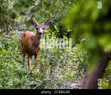 young mule deer buck in a forest glen Stock Photo