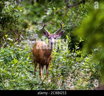 young mule deer buck in a forest glen Stock Photo