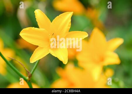 Bright yellow flowering Hemerocallis 'Buried Treasure'. Day lily 'Buried Treasure' Stock Photo