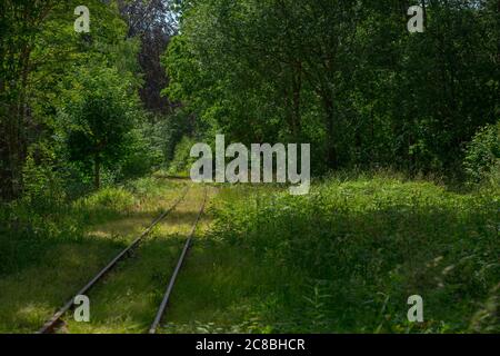 Old railway tracks going through a green forest. Stock Photo
