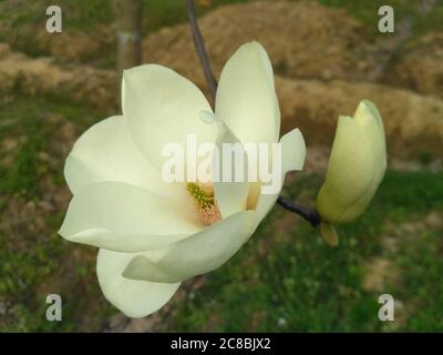 The white magnolia blossom with green yellow stamen and pistil in center; and there was a bud nearby Stock Photo