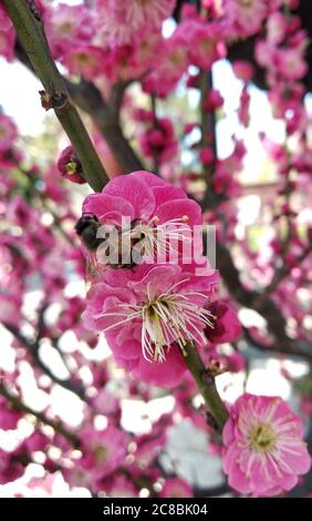 A bee stayed in red plum blossom in the Spring in Yangzhou China Stock Photo