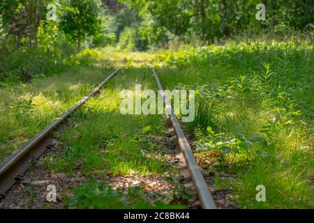 Old railway tracks going through a green forest. Stock Photo