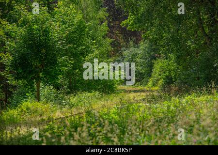 Old railway tracks going through a green forest. Stock Photo