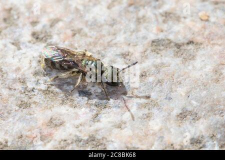 Dunkelgrüne Schmalbiene, Smaragdgrüne Schmalbiene, Dunkelgrüne Gold-Schmalbiene, Schwarze Schmalbiene, Weibchen, Lasioglossum morio, Evylaeus morio, D Stock Photo