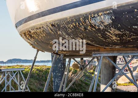 Barnacle growth on the hull of a sailboat. Ready to be scraped, cleaned and coated with antifouling paint.. Stock Photo