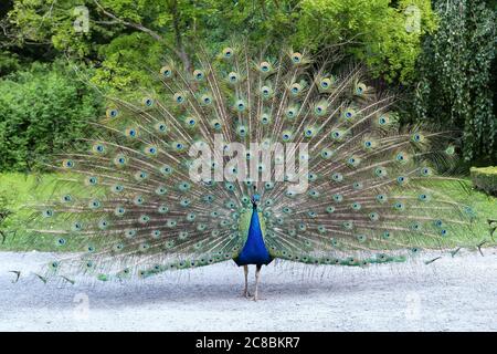 Proud peacock showing its long tail with beautiful feathers with eye-like markings Stock Photo