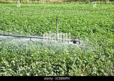 irrigation system watering green cotton field Stock Photo