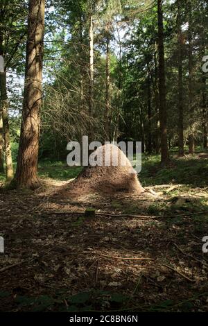 Large Red wood Ant (formica rufa) nest in the Wyre forest, Worcestershire, England, UK. Stock Photo