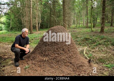 Large Red wood Ant (formica rufa) nest in the Wyre forest, Worcestershire, England, UK. Stock Photo
