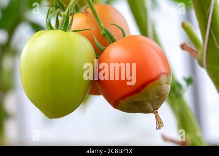 Diseases of tomatoes. Tomatoes stricken Phytophthora or Phytophthora infestans. Fighting Phytophthora. Concept of healthy and eco food and gardening. Stock Photo