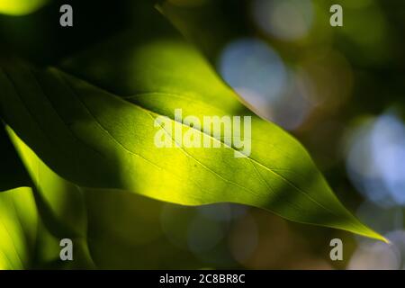 Soft closeup photo of a green leaf. Macro photo with green and blue bokeh background. Illustration Stock Photo