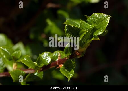 Juicy leaves of climbing hydrangea on blurred dark green background Stock Photo