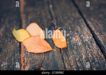 Autumn leaves over wooden background.With copy space Stock Photo