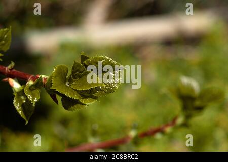 Juicy leaves of climbing hydrangea on blurred light green background Stock Photo