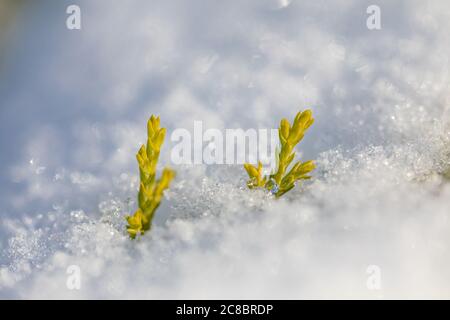 Buds of the tree frozen in ice. Frozen green grass Stock Photo