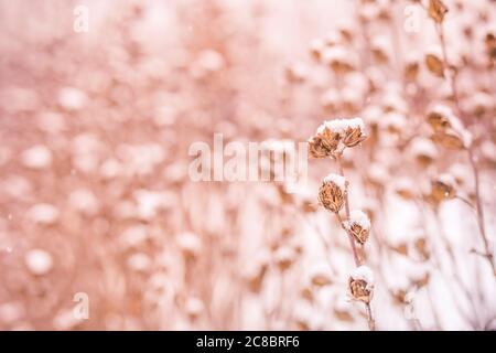 Snowy bushes in the snow in the park. Frosted red rose hips in the garden. Stock Photo