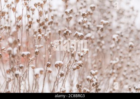 Snowy bushes in the snow in the park. Frosted red rose hips in the garden. Stock Photo