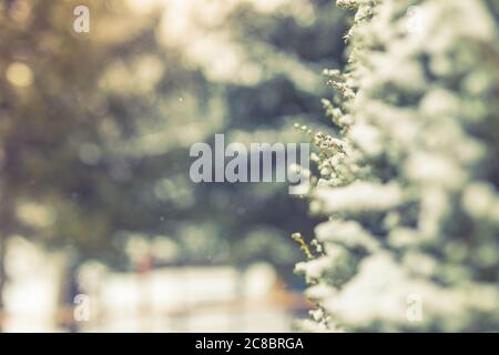 Winter nature closeup. Blurred snowy fir tree branches with snowfall. Frozen coniferous branches in white winter. Abstract seasonal nature Stock Photo
