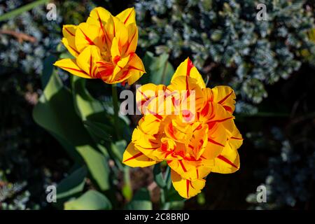 Two magnificent yellow-red peony flowered tulip flower blooms on blurred green Stock Photo