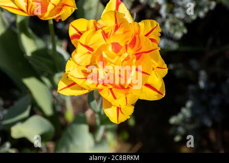 yellow-red peony flowered tulip under spring morning sun bloom on blurred field Stock Photo