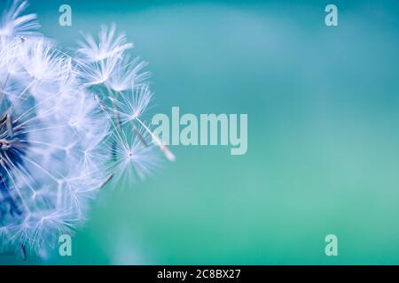 Dandelion in a macro view. Artistic nature closeup, sunny spring summer floral background. Art photo of dandelion close-up on bright sunny background Stock Photo
