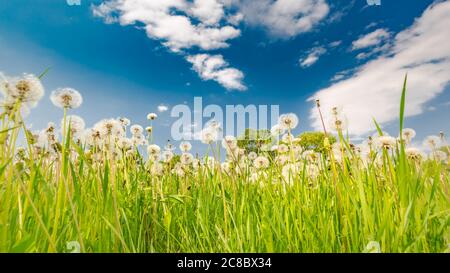 Field of spring flowers and perfect sky Stock Photo