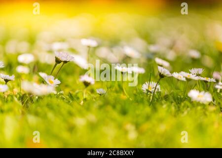 Beautiful flowers on field at springtime. Summer meadow in sunlight, bright peaceful blooming white daisy flowers with blurred green grass. Happiness Stock Photo