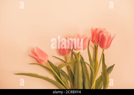 Pink tulips bouquet isolated on white background from above. Top view of red flower bud. Spring and easter greeting card design layout. Stock Photo