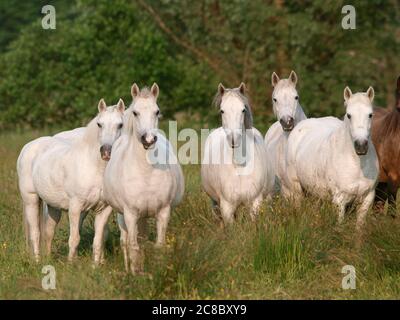 A large herd of native ponies in a meadow of long summer grass. Stock Photo