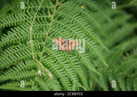 Gatekeeper butterfly (pyronia tithonus) on a Bracken frond in the Wyre forest, Worcestershire, England, UK. Stock Photo