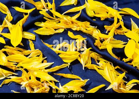 Sunflower petals on dark blue silk Stock Photo