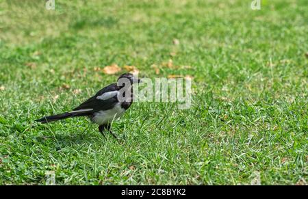 The forty bird walks on green grass in the summer park Stock Photo
