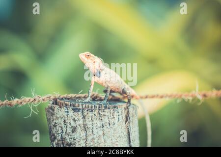 Oriental Garden Lizard, eastern garden lizard or changeable lizard on branch of tree with green natural background in tropical garden Stock Photo