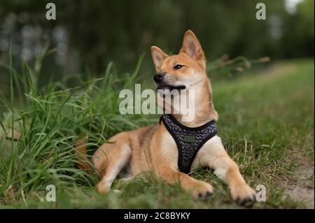 A pretty little Shiba Inu Stock Photo