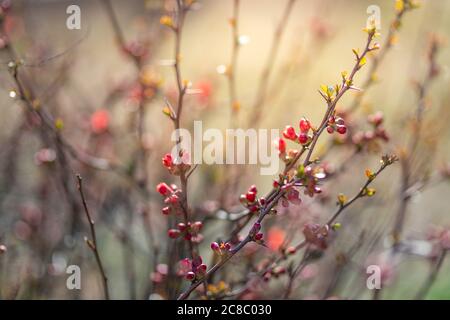 Sunny red bud flowering tree, pink flowers in springtime, flowers on tree branch, red bud in spring Stock Photo