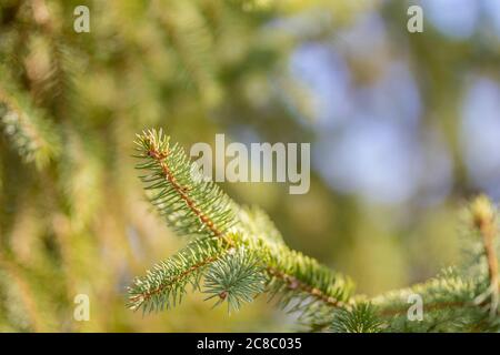 Christmas fir tree branches Background. Christmas pine tree wallpaper with copy space. Stock Photo