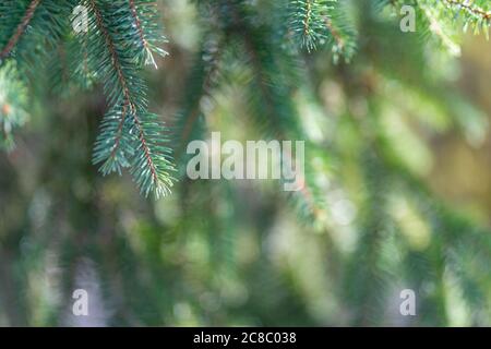 Christmas fir tree branches Background. Christmas pine tree wallpaper with copy space. Stock Photo