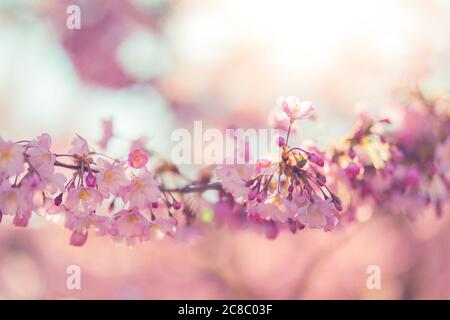 Spring border, spring blossom and April floral nature on blue background. Beautiful blur of colorful spring flowers, colors. Sunny cherry blossom Stock Photo