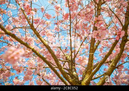 Cherry blossom background, beautiful blooming tree and sun rays. Dream spring nature, magical spring mood. Romantic love vibes, floral nature view Stock Photo