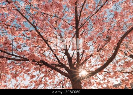 Cherry blossom background, beautiful blooming tree and sun rays. Dream spring nature, magical spring mood. Romantic love vibes, floral nature view Stock Photo