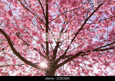 Cherry blossom background, beautiful blooming tree and sun rays. Dream spring nature, magical spring mood. Romantic love vibes, floral nature view Stock Photo