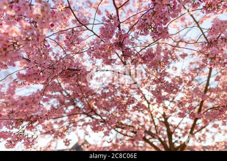 Cherry blossom background, beautiful blooming tree and sun rays. Dream spring nature, magical spring mood. Romantic love vibes, floral nature view Stock Photo